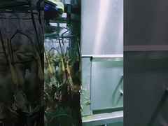 Hoge capaciteit pluimvee slachtlijn Halal kippen slachthuis machine 1000BPH