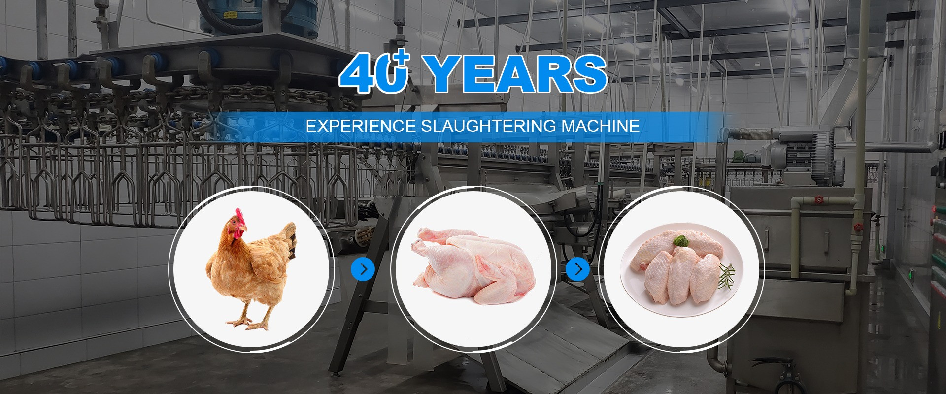 kwaliteit Kip die Machine slachten fabriek