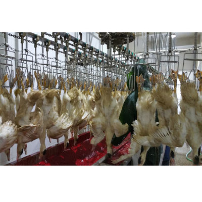 Professionele broilers en pluimvee slachtgebouwequipement maatwerk kwartels slachtmachine