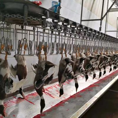 Kippen gans kalkoen eend slachtmachine 1000BPH pluimvee verwerkingsmachine