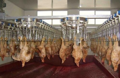 Aanpasbare en Duurzame Pluimveeverwerkingslijn met Roestvrij Staal 304