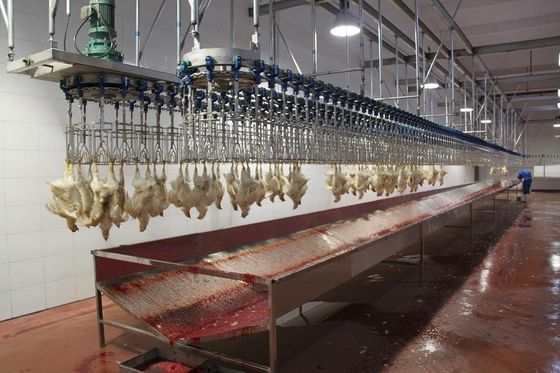 Broilerlaag Automatische slachtmachine Boerderijen Roestvrij staal Kipenslachterij