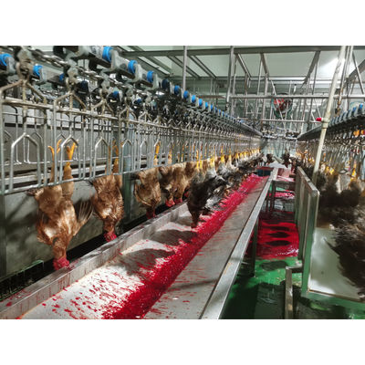 China Roestvrij staal 304 pluimveehonden slachtmachine met een capaciteit van 0f 2000BPH