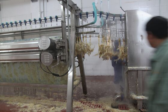 Kippenplukkermachine Kleine pluimvee slachthuis pluimvee ((pollos) Vleesverwerking Kippenverwerkingsapparatuur